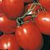 Tomatoes  Otlichnik F1 grade Photo