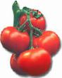 des tomates les espèces Menkhir F1 Photo et les caractéristiques