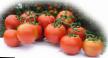 Los tomates variedades Sakson F1 Foto y características