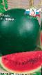 Vodní meloun druhy Ogonjok fotografie a charakteristiky