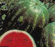 Wassermelone Sorten Dzhajjehnt Svit F1 Foto und Merkmale