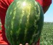 Wassermelone Sorten Nasko 158 F1 Foto und Merkmale