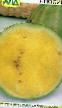 Vattenmelon sorter Yanosik Fil och egenskaper