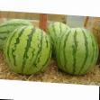 Vodní meloun druhy Regus F1 fotografie a charakteristiky
