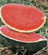 Watermelon varieties Baronessa Photo and characteristics