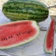 Wassermelone Sorten Graal F1 Foto und Merkmale