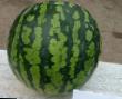Wassermelone Sorten Rapid Foto und Merkmale