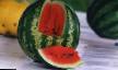 Vattenmelon sorter Rannijj Kubani Fil och egenskaper
