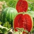 Wassermelone Sorten Stetson F1 Foto und Merkmale