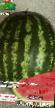 une pastèque les espèces Volgogradec KRS 90 Photo et les caractéristiques