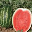 Watermelon varieties Krimson rekord F1 Photo and characteristics