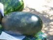 Vodní meloun druhy Neobychajjnyjj fotografie a charakteristiky