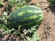 Watermelon  Oceola  grade Photo