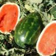 Vodní meloun druhy Ehrli Samanta F1 fotografie a charakteristiky