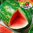 Vodní meloun druhy Arni fotografie a charakteristiky
