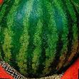 Vodní meloun druhy Barbara F1 fotografie a charakteristiky