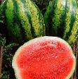 Wassermelone Sorten Rambla F1 Foto und Merkmale