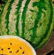 Vattenmelon sorter Syurpriz Fil och egenskaper