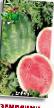 Vattenmelon sorter Zemlyanin Fil och egenskaper