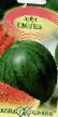 Vodní meloun druhy Skorik fotografie a charakteristiky
