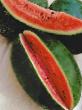Vodní meloun druhy Podmoskovnyjj charlston F1 fotografie a charakteristiky