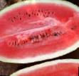Wassermelone Sorten Vindeks F1 Foto und Merkmale
