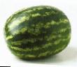 Watermelon varieties Vasko F1 Photo and characteristics