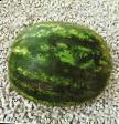 Watermelon varieties Denver F1 Photo and characteristics