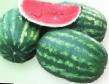 Wassermelone Sorten Krimson Rubi  Foto und Merkmale