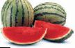 Vattenmelon sorter Dzhenni F1 Fil och egenskaper