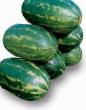 Watermelon varieties Karavan F1 Photo and characteristics