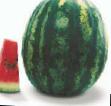 Vodní meloun druhy Trofi F1 fotografie a charakteristiky