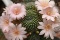 Indoor Plants Crown Cactus, Rebutia pink Photo
