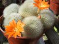 Indoor Plants Crown Cactus, Rebutia orange Photo