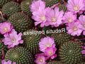 Indoor Plants Crown Cactus, Rebutia lilac Photo