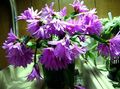 Indoor Plants Easter Cactus, Rhipsalidopsis lilac Photo
