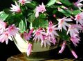 pink  Easter Cactus Photo and characteristics