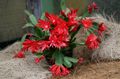 Indoor Plants Easter Cactus, Rhipsalidopsis red Photo