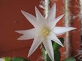 white  Easter Cactus Photo and characteristics