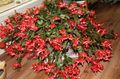 red  Christmas Cactus Photo and characteristics