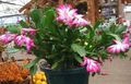 Indoor Plants Christmas Cactus, Schlumbergera pink Photo