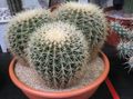 yellow Desert Cactus Eagles Claw Photo and characteristics