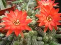 Indoor Plants Thistle Globe, Torch Cactus, Echinopsis red Photo
