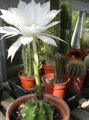 Le piante domestiche Globo Cardo, Torcia Cactus, Echinopsis bianco foto