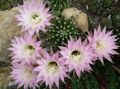 Indoor Plants Thistle Globe, Torch Cactus, Echinopsis pink Photo