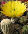 Indoor Plants Hedgehog Cactus, Lace Cactus, Rainbow Cactus, Echinocereus yellow Photo