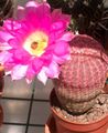 bándearg  Cactus Ghráinneog, Cactus Lása, Cactus Rainbow Photo agus saintréithe