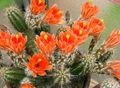 orange Wüstenkaktus Hedgehog Cactus, Spitzen Kaktus, Regenbogen Kaktus Foto und Merkmale