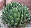 gelb Sukkulenten Pflanzen Amerikanische Jahrhundert, Pita, Gespickt Aloe Foto und Merkmale
