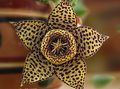 brown Succulent Carrion Plant, Starfish Flower, Starfish Cactus Photo and characteristics